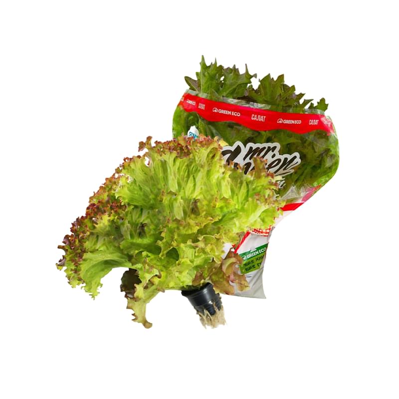 Салат Green Eco Лолло Росса 150 г - фото #0, Technodom.kz